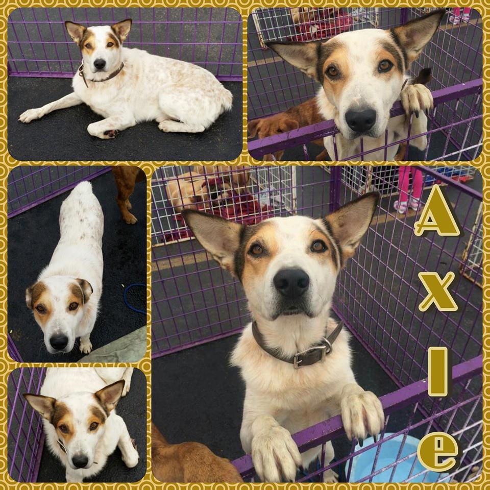 Axle