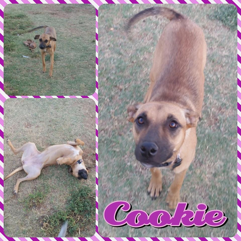 Cookie