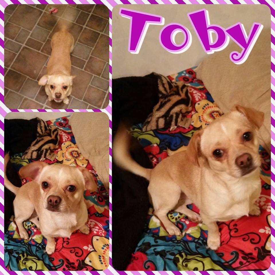 Toby